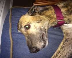 Sheedy is an animal lover and adopted a  rescued, bluish-gray male greyhound and named him Sky.
